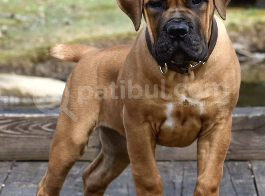 2 Aylık Safkan Boerboel Yavrularımız