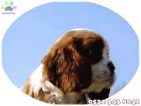Süs Köpeği Cinsleri