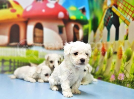 Maltese Terrer Yavrusu görsel