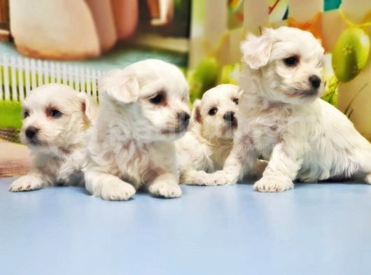 Maltese Terrer Yavrusu görsel