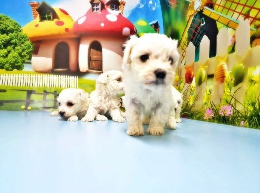 Maltese Terrer Yavrusu görsel