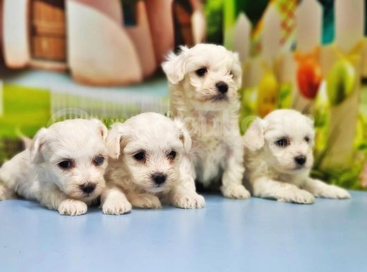 Maltese Terrer Yavrusu