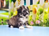 Malti̇poo Yavru