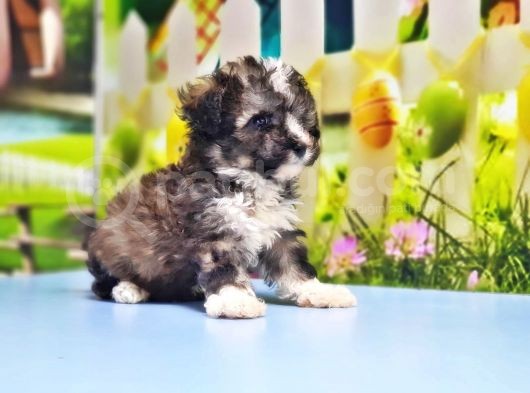 Malti̇poo Yavru görsel
