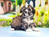 Malti̇poo Yavru