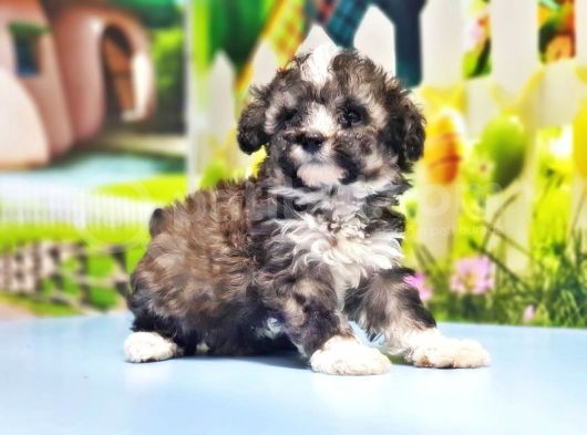 Malti̇poo Yavru görsel