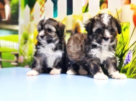 Malti̇poo Yavru