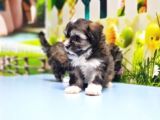 Malti̇poo Yavru