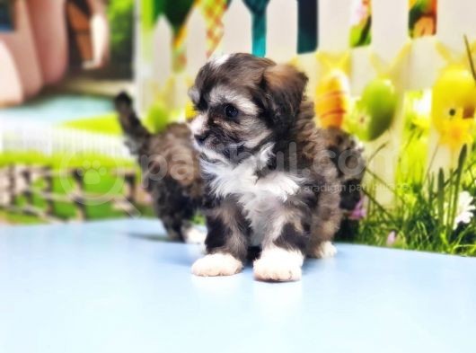 Malti̇poo Yavru görsel