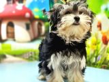 Morkie Yavrusu
