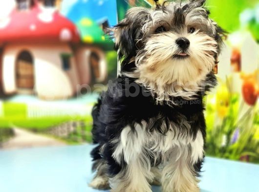 Morkie Yavrusu görsel
