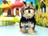 Morkie Yavrusu