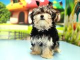 Morkie Yavrusu