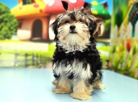 Morkie Yavrusu görsel