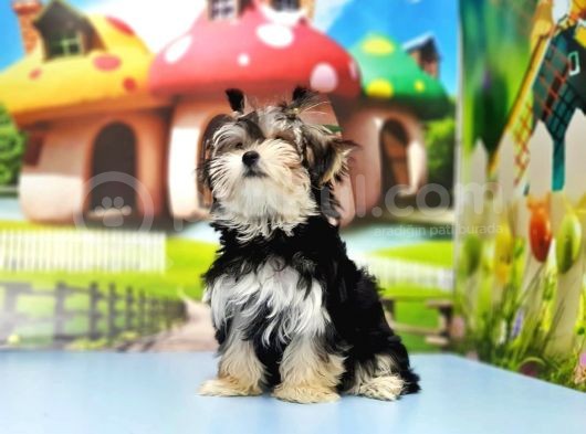 Morkie Yavrusu görsel