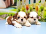 Shih Tzu Yavru