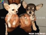 Süs Köpeği Cinsleri