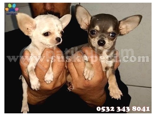 Süs Köpeği Cinsleri görsel