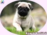 Süs Köpeği Cinsleri