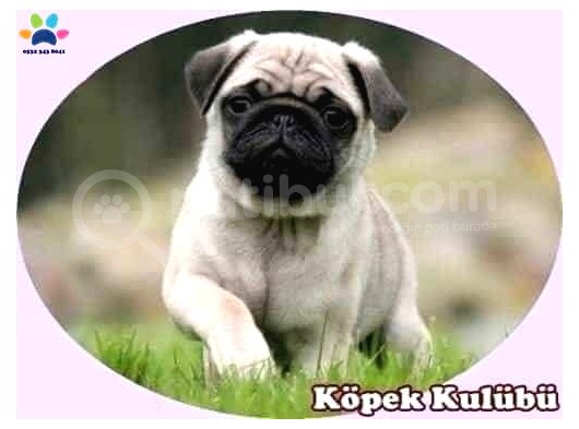 Süs Köpeği Cinsleri görsel