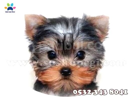 Süs Köpeği Cinsleri görsel