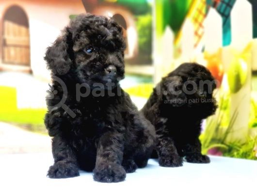 Çaklit Toy Poodle Yavru görsel