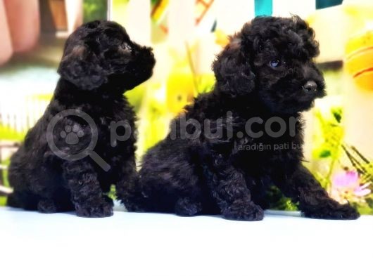 Çaklit Toy Poodle Yavru