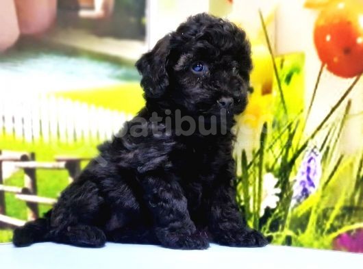 Çaklit Toy Poodle Yavru görsel