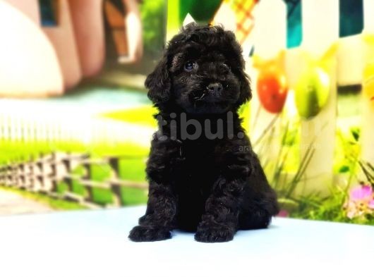 Çaklit Toy Poodle Yavru görsel