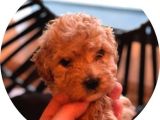 Süs Köpeği Cinsleri