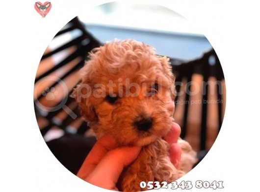 Süs Köpeği Cinsleri görsel
