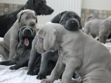 A Kalite Secereli Mikrocipli Weimaraner Yavrular