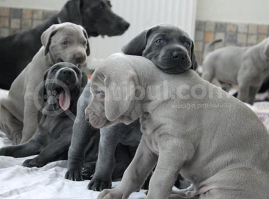 A Kalite Secereli Mikrocipli Weimaraner Yavrular