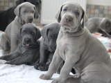 A Kalite Secereli Mikrocipli Weimaraner Yavrular