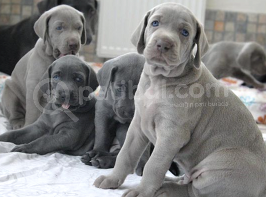 A Kalite Secereli Mikrocipli Weimaraner Yavrular görsel