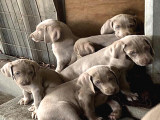 A Kalite Secereli Mikrocipli Weimaraner Yavrular