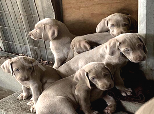 A Kalite Secereli Mikrocipli Weimaraner Yavrular görsel