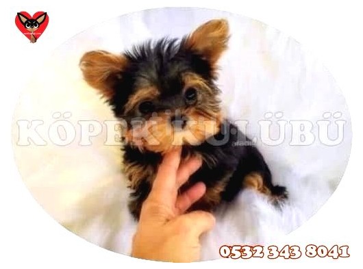 Süs Köpeği Cinsleri görsel