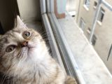 British Brown Golden Tabby Dişi Uygun