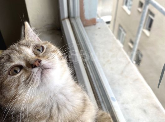British Brown Golden Tabby Dişi Uygun görsel