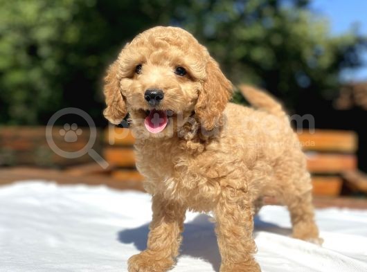 Sevi̇mli̇ Poodle Bebekleri̇mi̇z