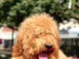 Amerikan Gen Medium Ve Dev Boy  Labradoodle