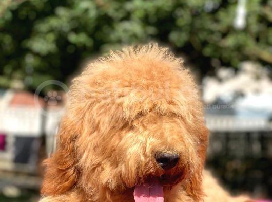 Amerikan Gen Medium Ve Dev Boy  Labradoodle