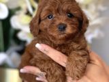 Toy Poodle Irk Ve Sağlık Garantili