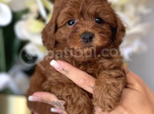 Toy Poodle Irk Ve Sağlık Garantili görsel