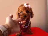 Tatli Poodle Yavrular