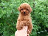 Mini Toy Poodle Bebek Suratlı Anne Baba Ufak Boy 25 Cm