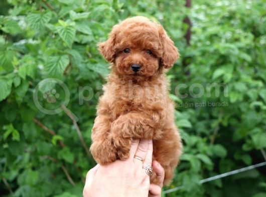 Mini Toy Poodle Bebek Suratlı Anne Baba Ufak Boy 25 Cm