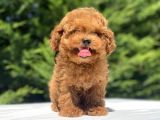 Çeşi̇t Çeşi̇t Poodle Bebekleri̇mi̇z A Kali̇te