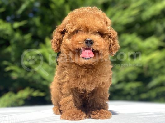 Çeşi̇t Çeşi̇t Poodle Bebekleri̇mi̇z A Kali̇te görsel